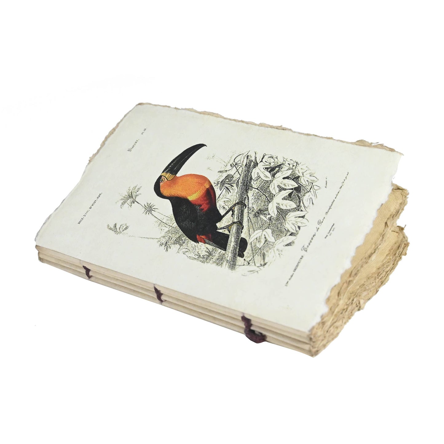 Carnet en papier parchemin motif Oiseaux toucan, perroquet..