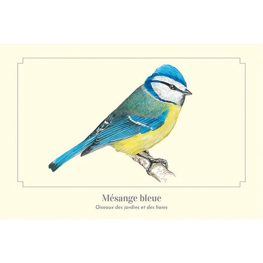 Mésange bleue - Carte postale