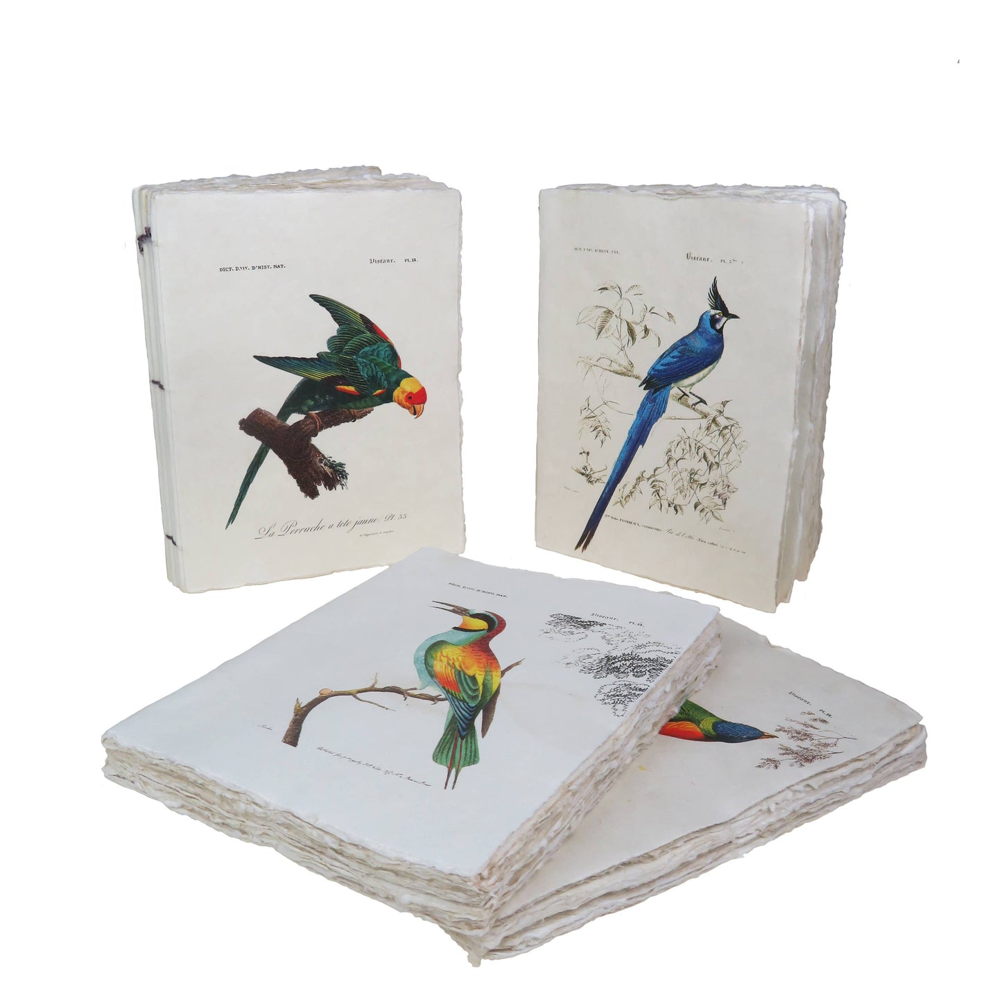 Carnet en papier parchemin motif Oiseaux des tropiques: 15 x 20 cm