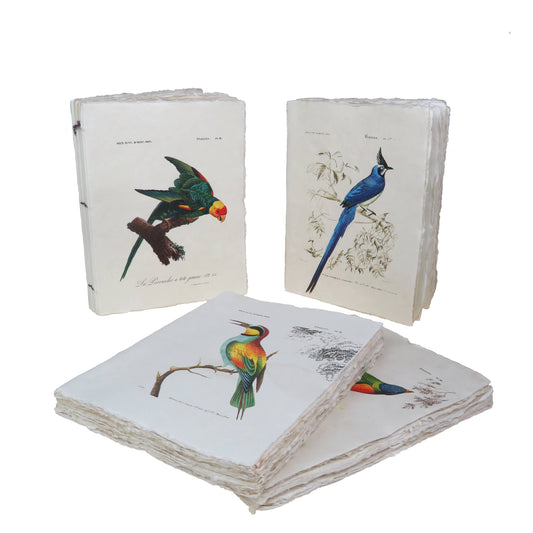 Carnet en papier parchemin motif Oiseaux des tropiques: 10 x 15 cm