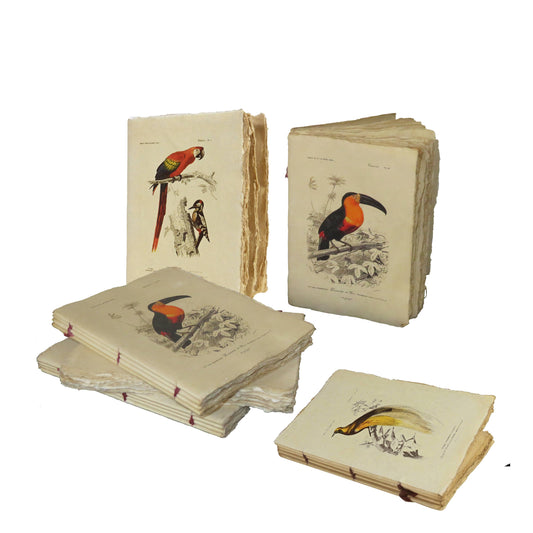 Carnet en papier parchemin motif Oiseaux toucan, perroquet..