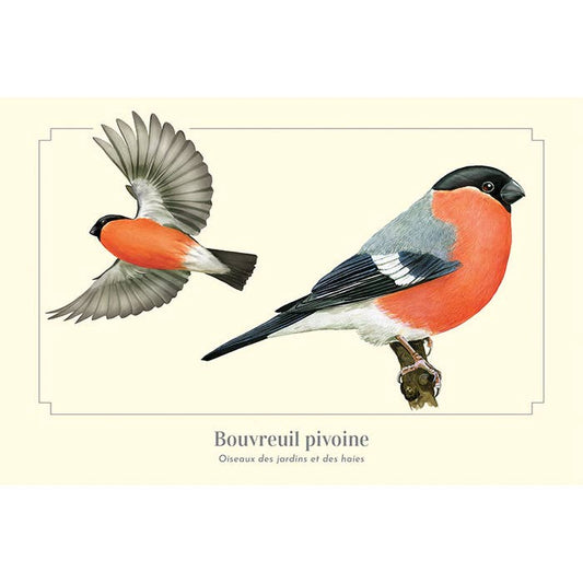 Bouvreuil pivoine - Carte postale